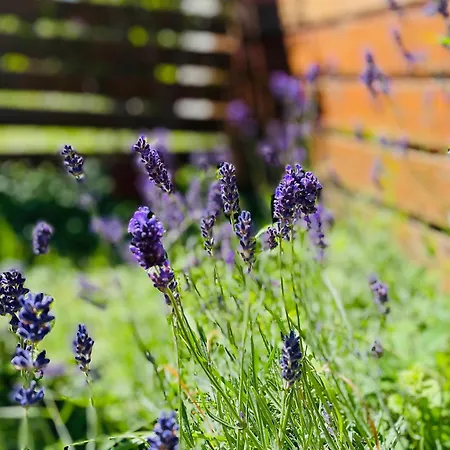 Διαμέρισμα Sportbalaton Calm Little Garden Hideaway Balatonudvari